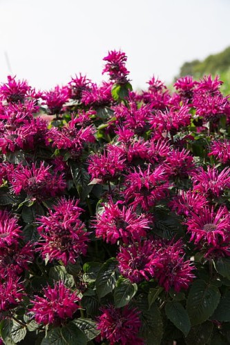 monarda-bee-true_4.jpg