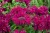 monarda-bee-true_5.jpg