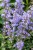 nepeta-purrsian-blue_2.jpg