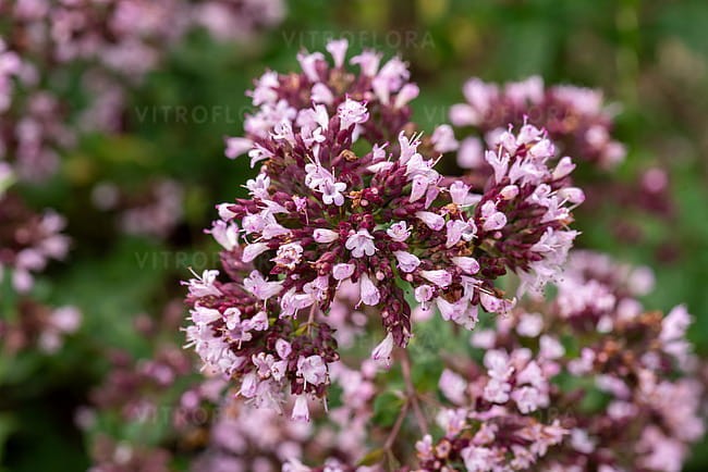 origanum-gentle-breeze_5 (1).jpg