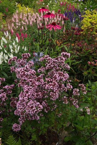 origanum-gentle-breeze_7.jpg