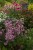 origanum-gentle-breeze_7.jpg