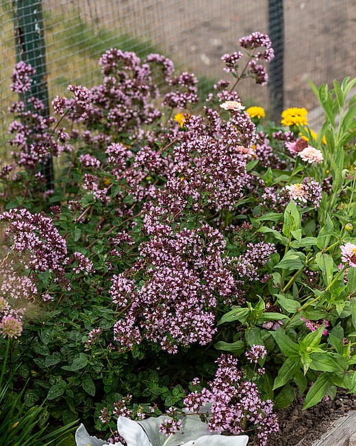 origanum-gentle-breeze_6.jpg