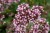 origanum-gentle-breeze_5.jpg