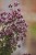 origanum-gentle-breeze_77419_4.jpg