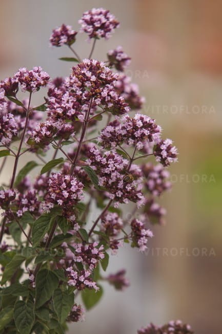 origanum-gentle-breeze_77419_4.jpg
