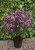 origanum-gentle-breeze_77419_3.jpg
