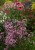 origanum-gentle-breeze_77419_2.jpg