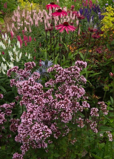 origanum-gentle-breeze_77419_2.jpg
