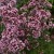 origanum-gentle-breeze_77419_1.jpg