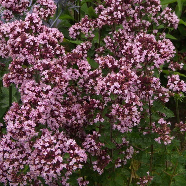 origanum-gentle-breeze_77419_1.jpg
