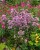 origanum-gentle-breeze_1.jpg
