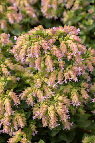origanum-dingle-fairy_1.jpg
