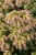 origanum-dingle-fairy_1.jpg