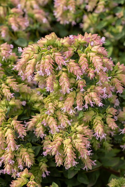 origanum-dingle-fairy_1.jpg