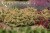 origanum-dingle-fairy_4.jpg