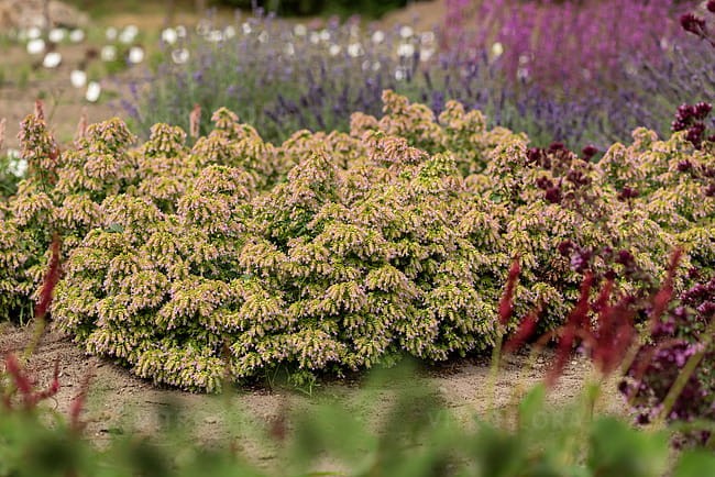 origanum-dingle-fairy_4.jpg