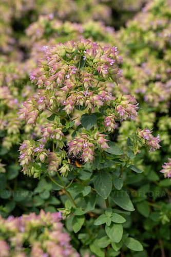 origanum-dingle-fairy_3.jpg
