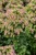 origanum-dingle-fairy_3.jpg