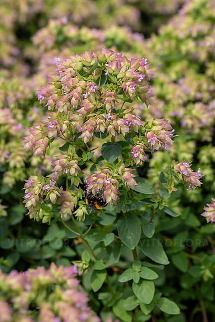 origanum-dingle-fairy_3.jpg