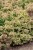 origanum-dingle-fairy_2.jpg
