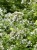 byliny-i-trawy_origanum_79629_5.jpg