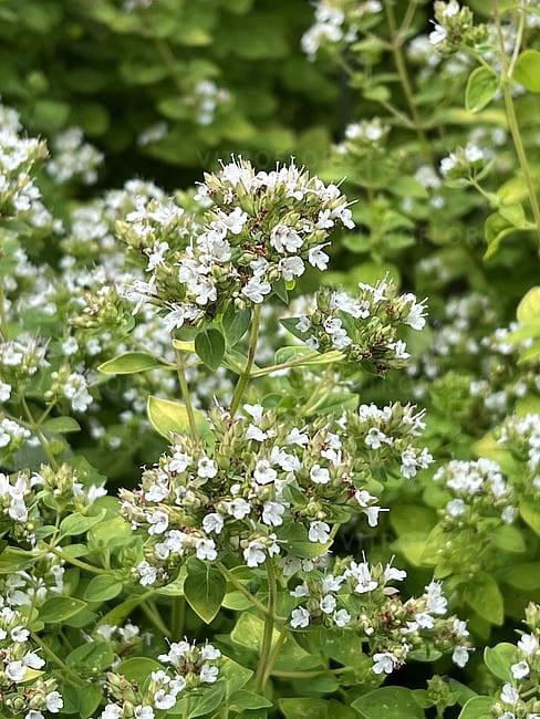 byliny-i-trawy_origanum_79629_5.jpg
