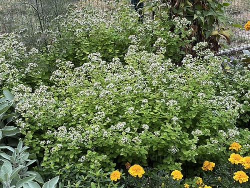byliny-i-trawy_origanum_79629_4.jpg