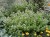 byliny-i-trawy_origanum_79629_4.jpg