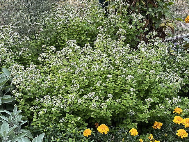 byliny-i-trawy_origanum_79629_4.jpg