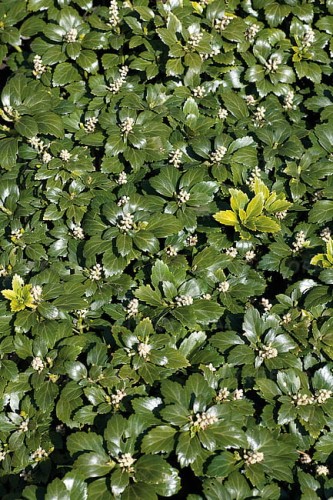 byliny-i-trawy_pachysandra_70121_1.jpg