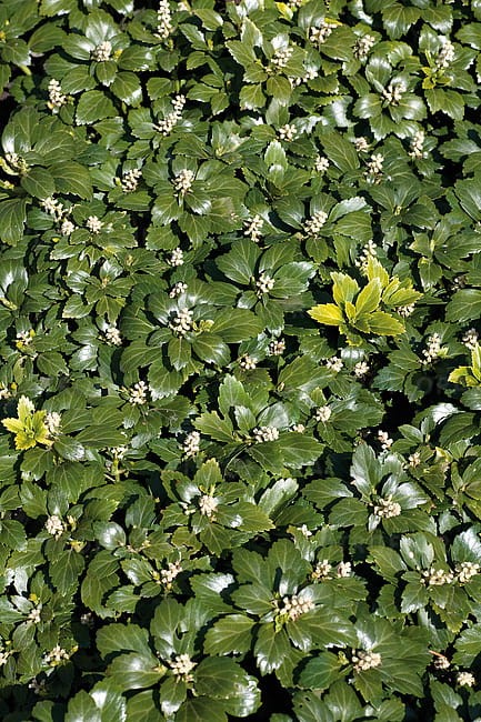 byliny-i-trawy_pachysandra_70121_1.jpg
