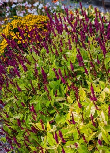 persicaria-golden-arrow_78147_2.jpg