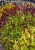 persicaria-golden-arrow_78147_2.jpg
