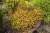 persicaria-golden-arrow_6.jpg