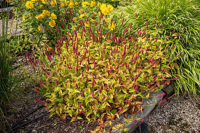 persicaria-golden-arrow_6.jpg
