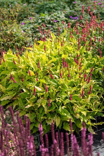 persicaria-golden-arrow_2.jpg