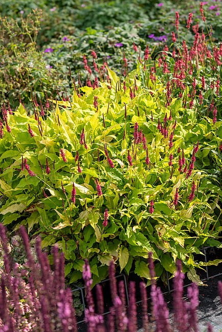persicaria-golden-arrow_2.jpg