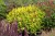persicaria-golden-arrow_1.jpg