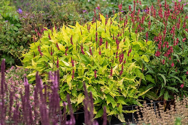 persicaria-golden-arrow_1.jpg