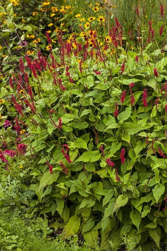 persicaria-js-caliente_13.jpg