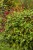 persicaria-js-caliente_13.jpg
