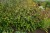persicaria-js-caliente_10.jpg