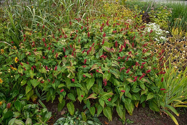 persicaria-js-caliente_10.jpg
