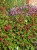 persicaria-js-caliente_12.jpg