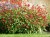 persicaria-js-caliente_9.jpg