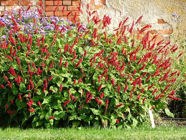 persicaria-js-caliente_9.jpg