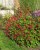 persicaria-js-caliente_1.jpg