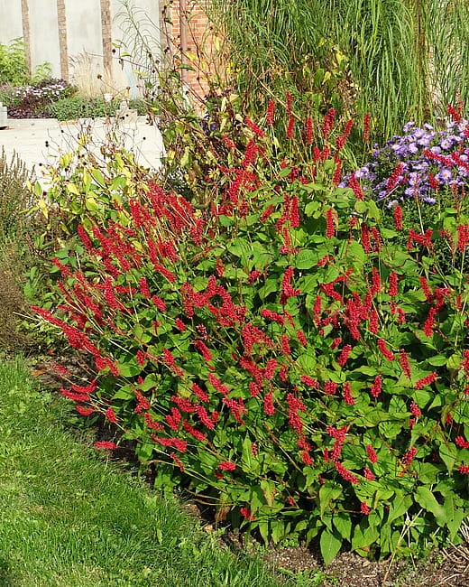 persicaria-js-caliente_1.jpg