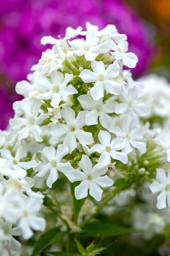 phlox-early-white_1.jpg